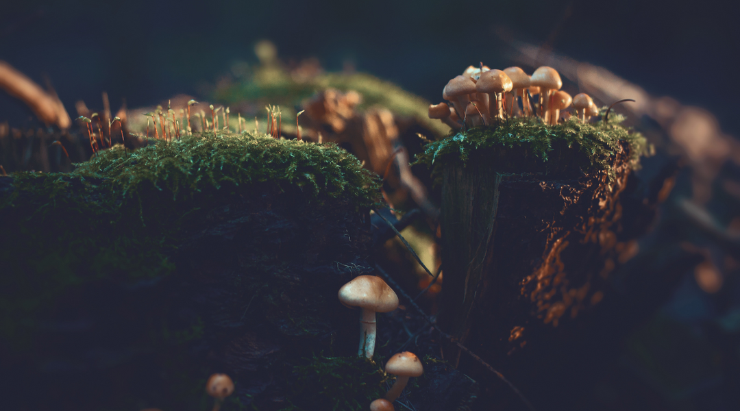 MICRO-DOSING SHROOMS