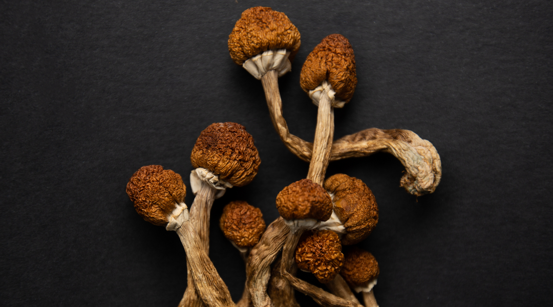 THE BENEFIT OF SHROOMS
