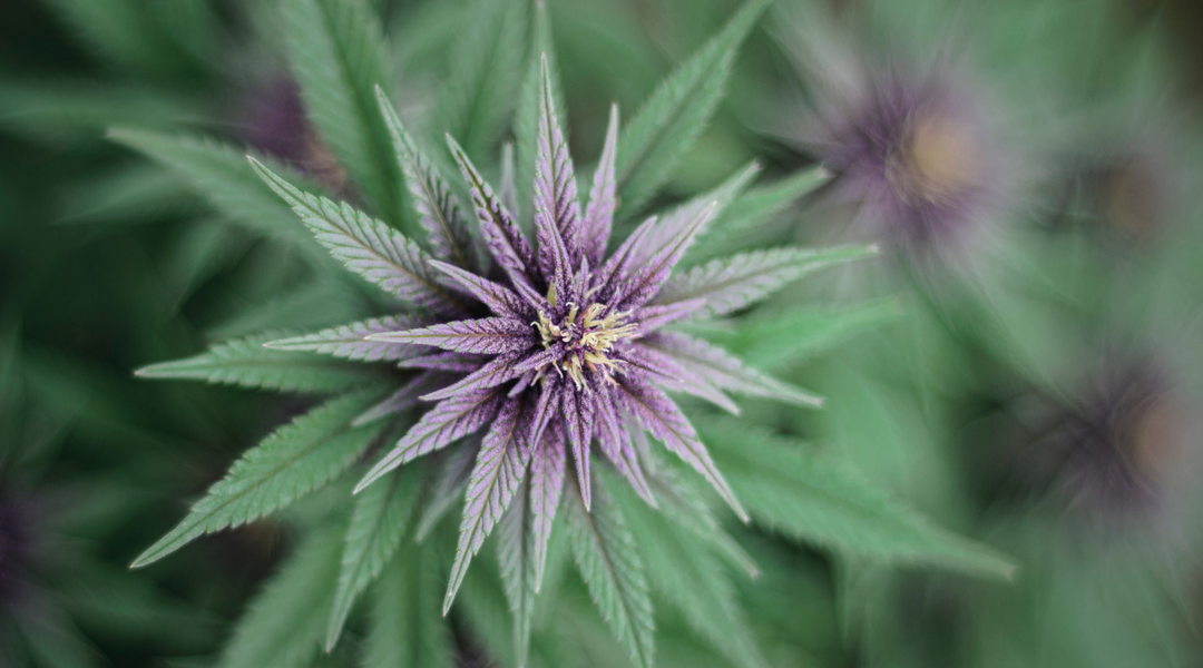 BLUE DREAM STRAIN