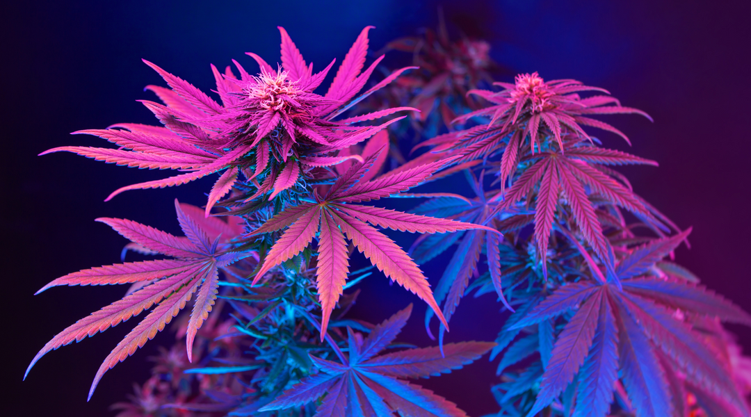 BRUCE BANNER STRAIN