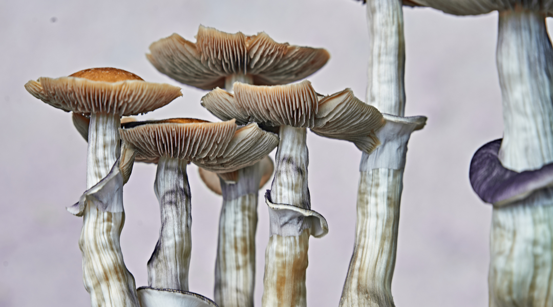 HOW TO STORE DRY SHROOMS