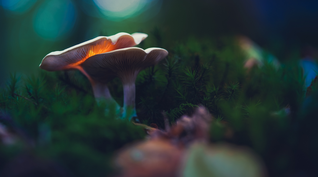 MACRO DOSING SHROOMS