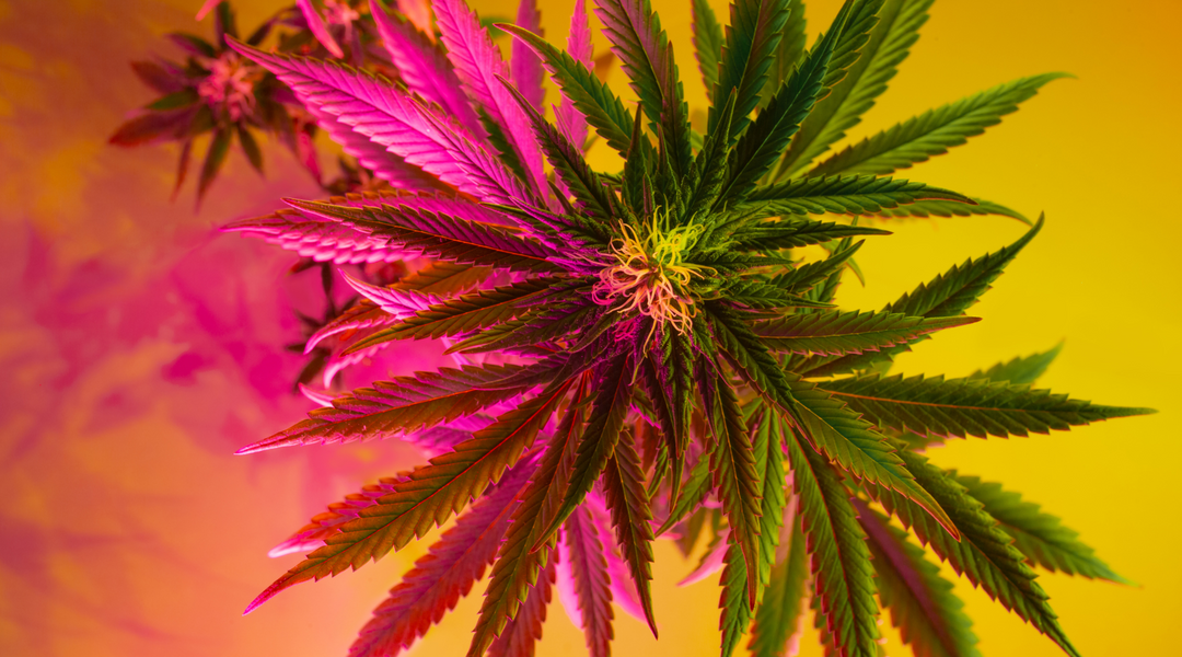 SHROOMS VS. MARIJUANA
