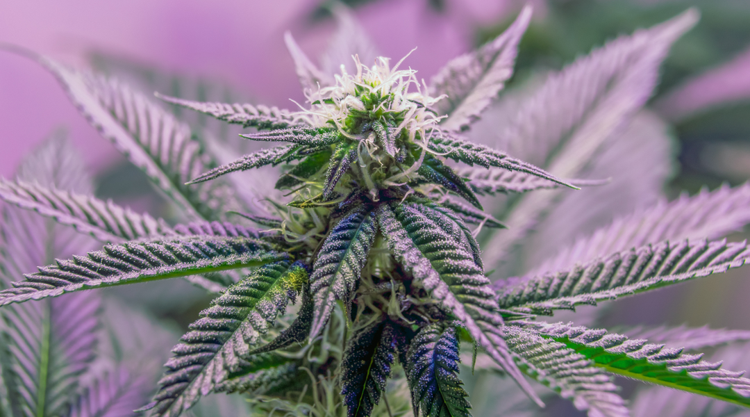 WHAT IS "INDICA"?