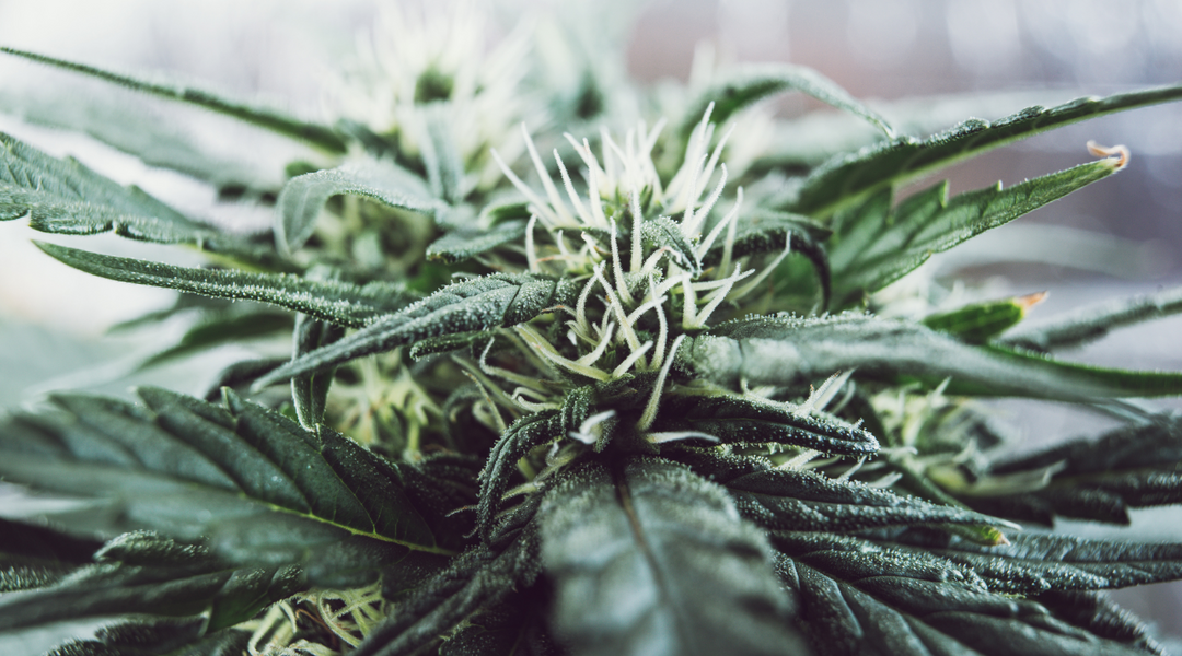 WHAT IS "SATIVA"?
