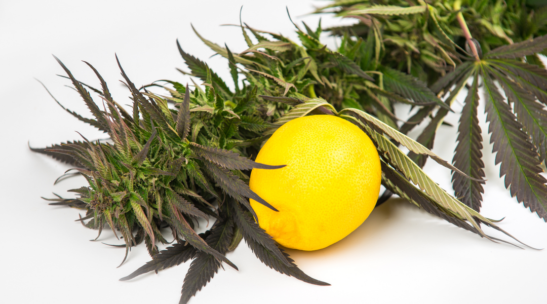 WHAT IS "TERPENES"?